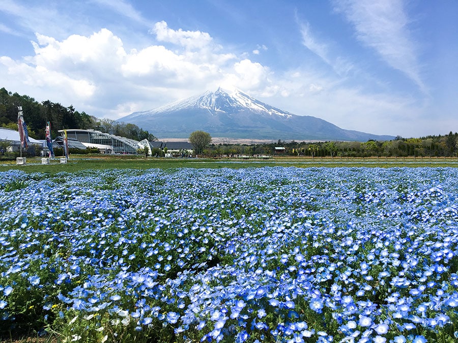 富士山とチューリップ「山中湖 花の都公園」。公益社団法人やまなし観光推進機構。