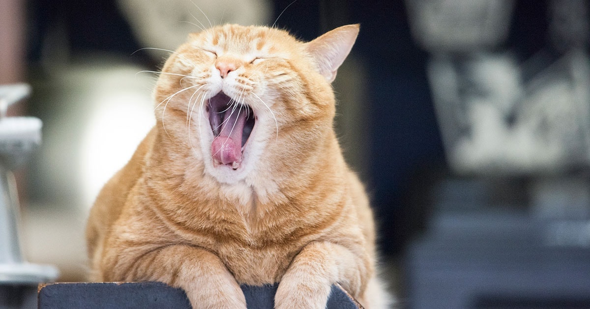 ふわ～！ 口あんぐり猫を集めました 関 由香の猫フォトギャラリー