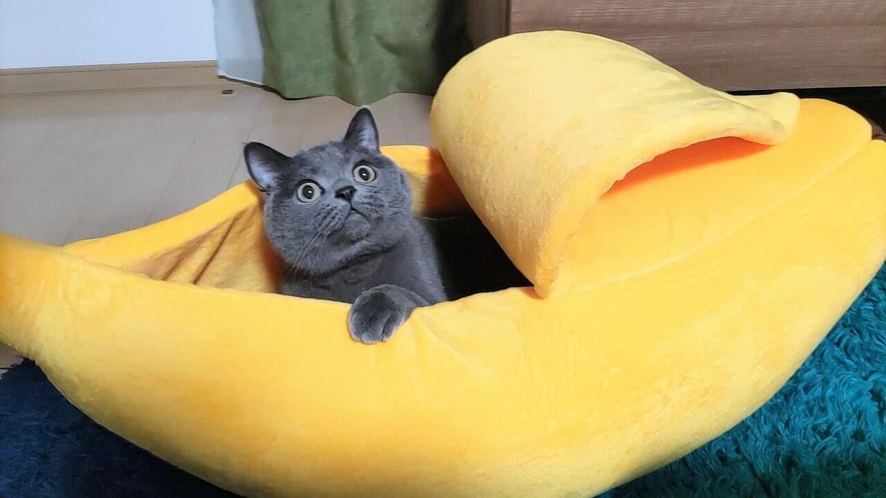 スッポリ部門3位：ねこた ♂ 3歳。