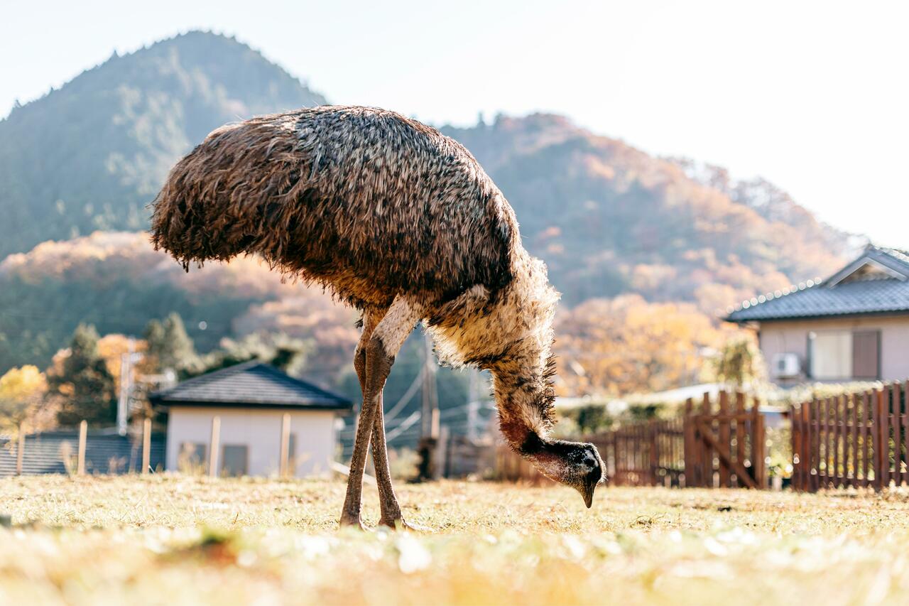 グルートは「前に蹴るときもあるし、横向きとか、後ろにも蹴れます」