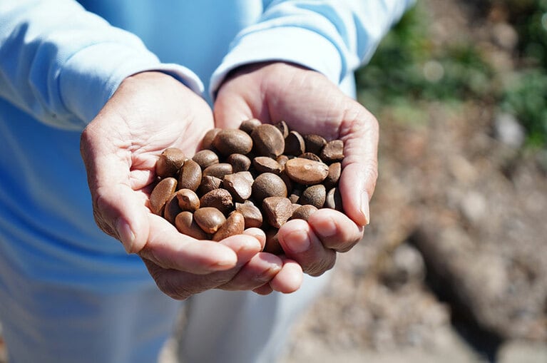 加唐島に自生するツバキから抽出したオイルは、古くから地元でも使用されてきた。