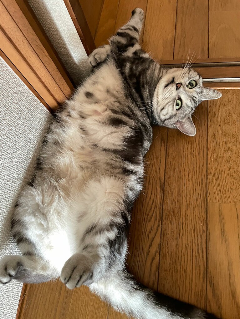 ろく ♀ 6歳。アホで太っちょなところが愛らしい子です！（キャサリンさん）