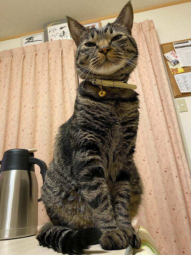 あじ ♂ 6歳「ビビりだけど好奇心旺盛‪。我が家の王子♡　いつまでも元気でいてね」