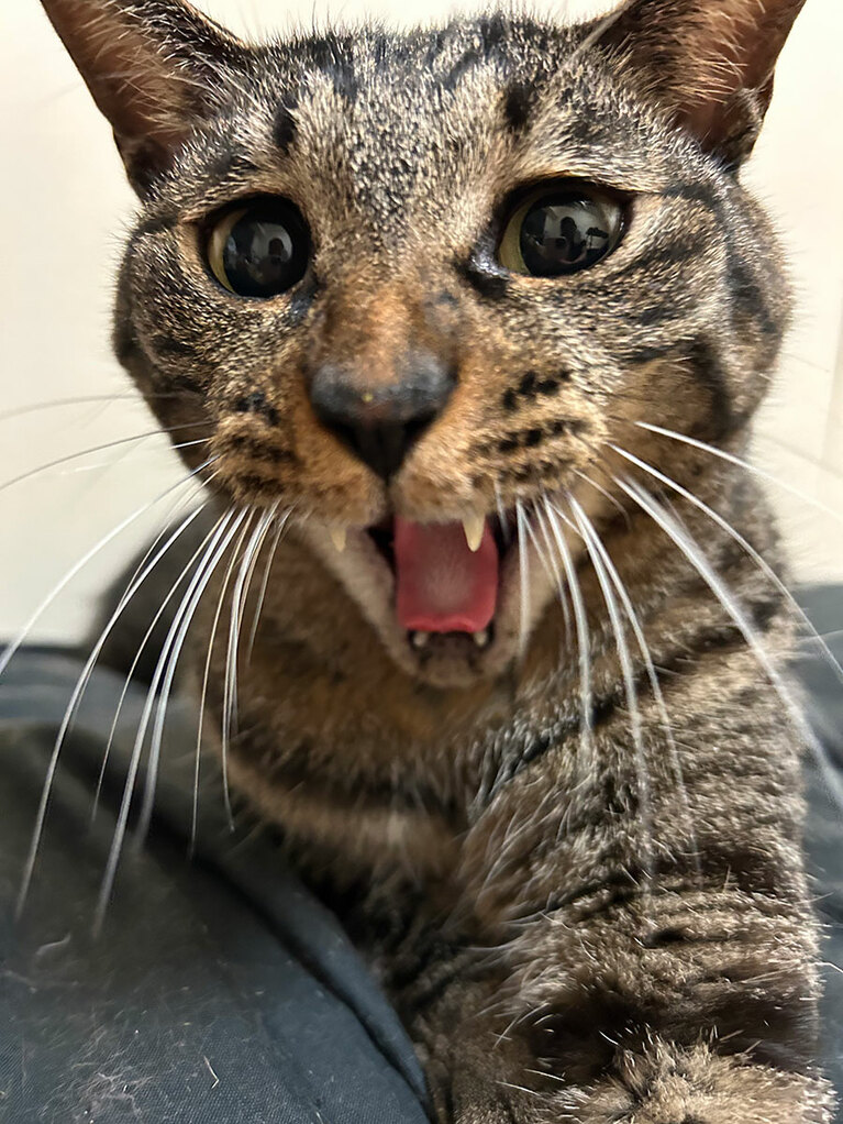 うみたま ♂ 8歳くらい。あくびの瞬間を連写していたら、今まで見たことがない面白い顔が撮れました（ayaさん）