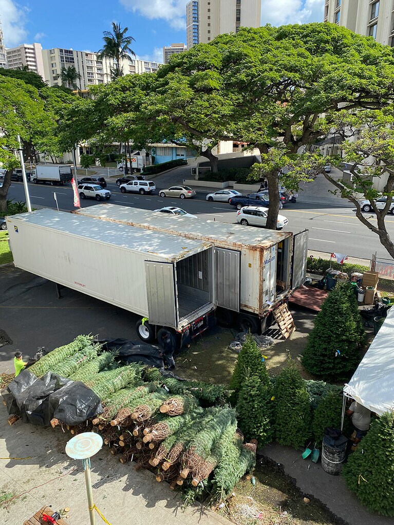 コンテナで運ばれてきたクリスマスツリーが山積みに。