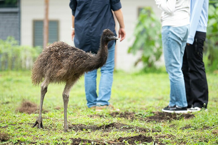 エミュー。