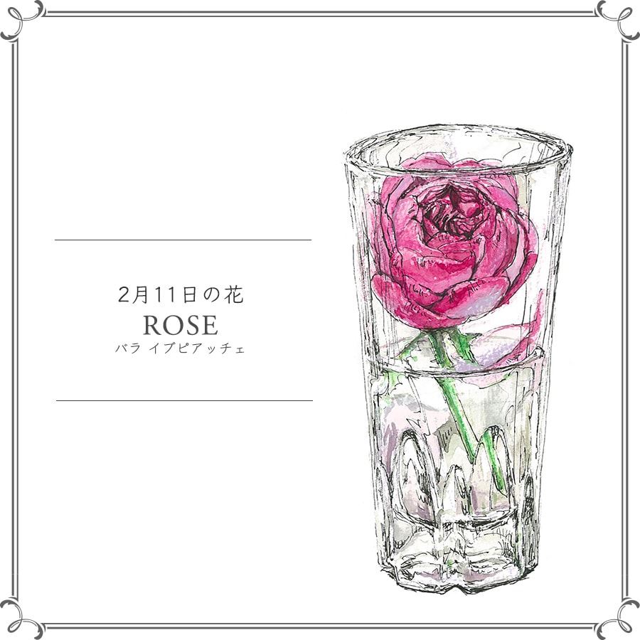 2月11日の花「バラ イブピアッチェ」
