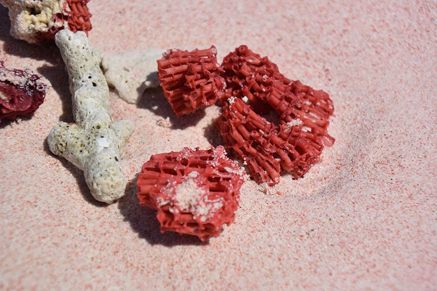 砂に目を近づけてみると、赤いサンゴの粒子が混じっているのがわかります。