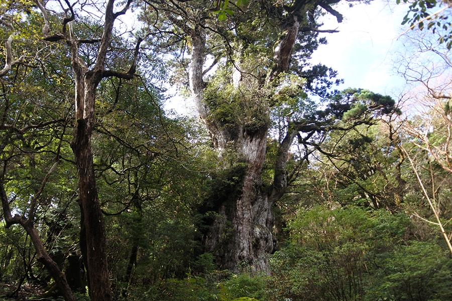 屋久杉の中でも最大級の縄文杉。トレッキングには1日必要。