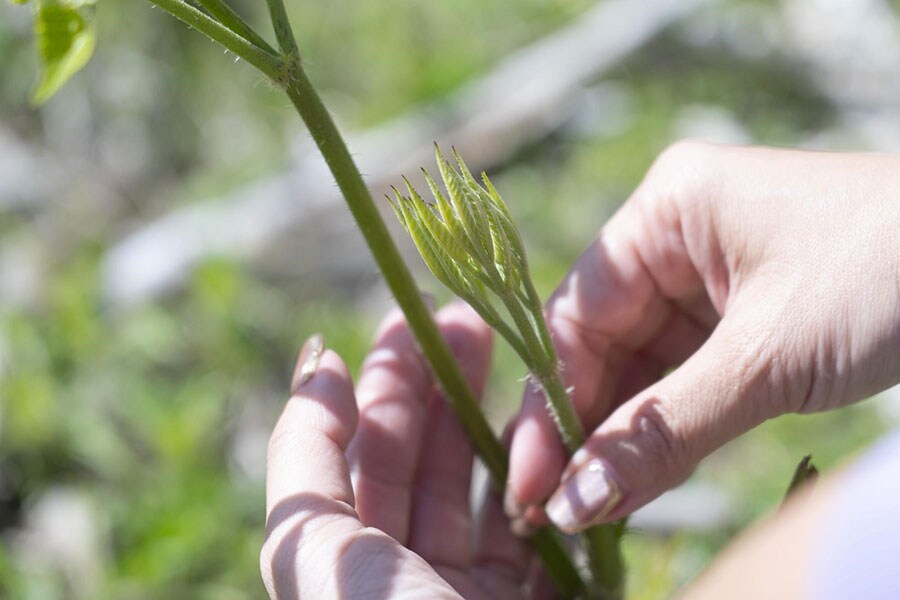 ガイドが帯同し、山菜やきのこ狩りを体験できるプログラムも!?