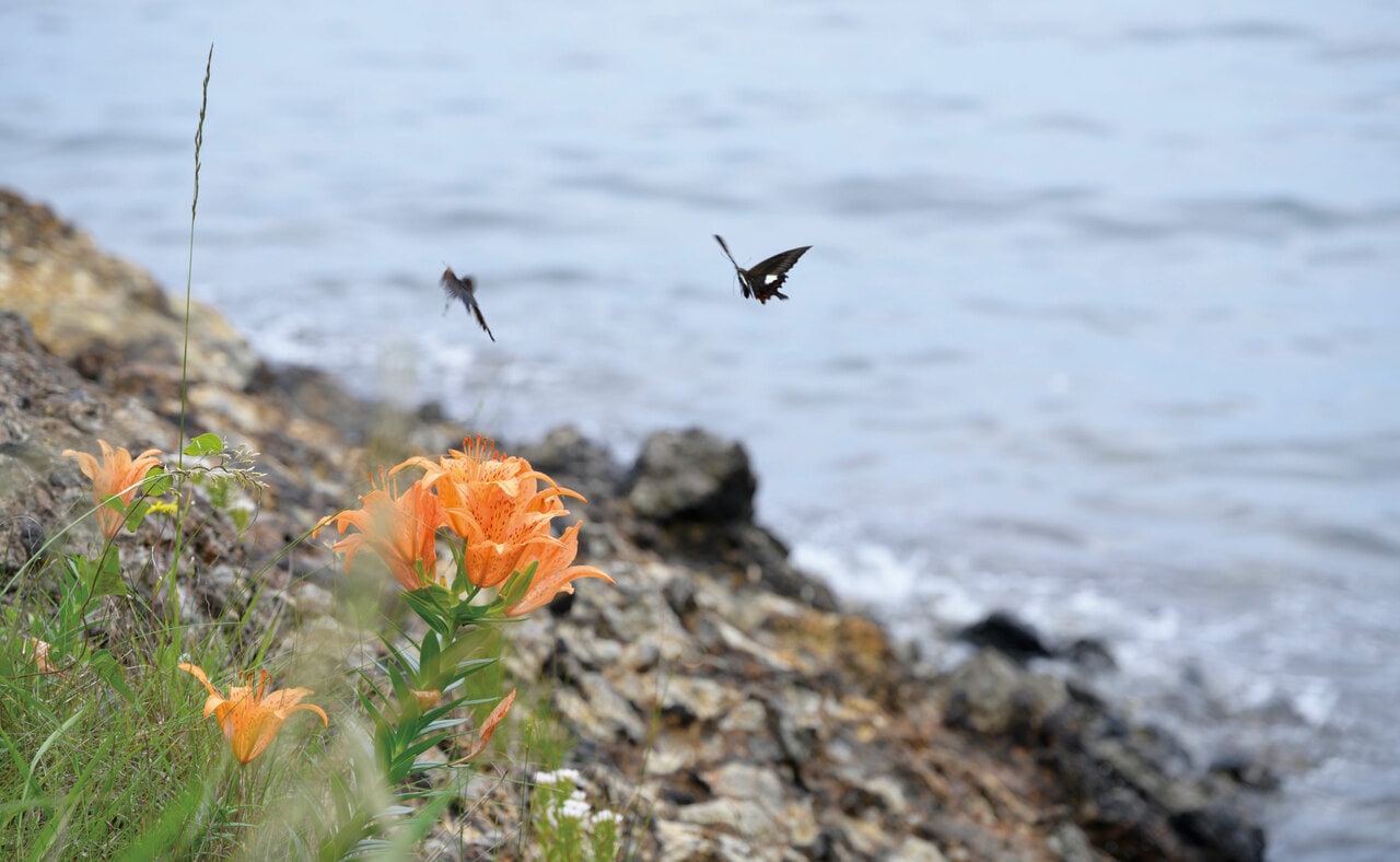 ユリ科では珍しく、空に向かって花が咲く岩ユリ。