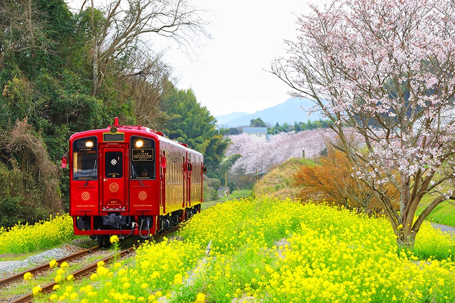 平成筑豊鉄道ことこと列車と菜の花。