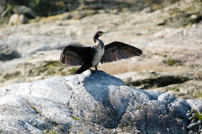 嵐山に生息する野鳥カワウも気持ちよさそうに日光浴。
