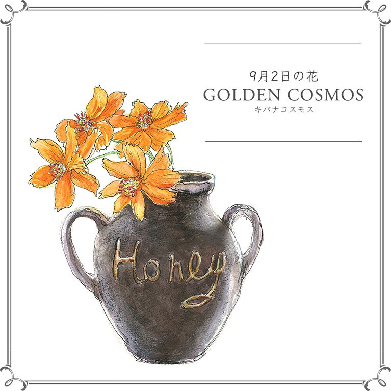9月2日の花「キバナコスモス」