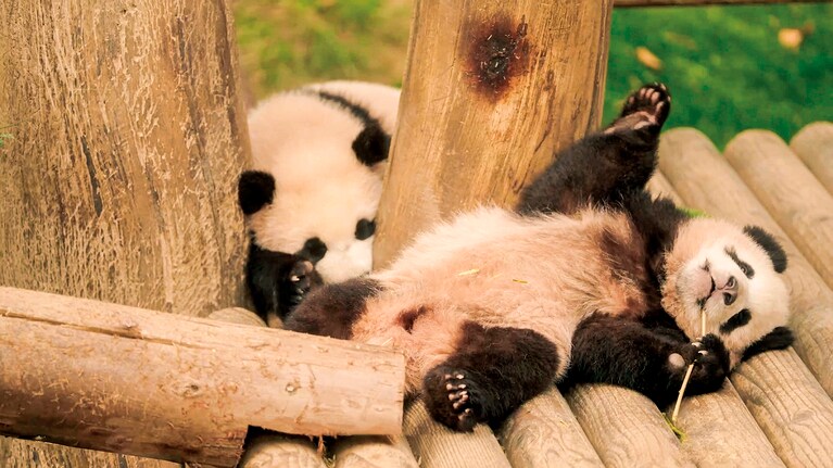 左フイバオ、右ルイバオ（妹たち）　©2024 ACOMMZ and EVERLAND RESORT. All rights reserved