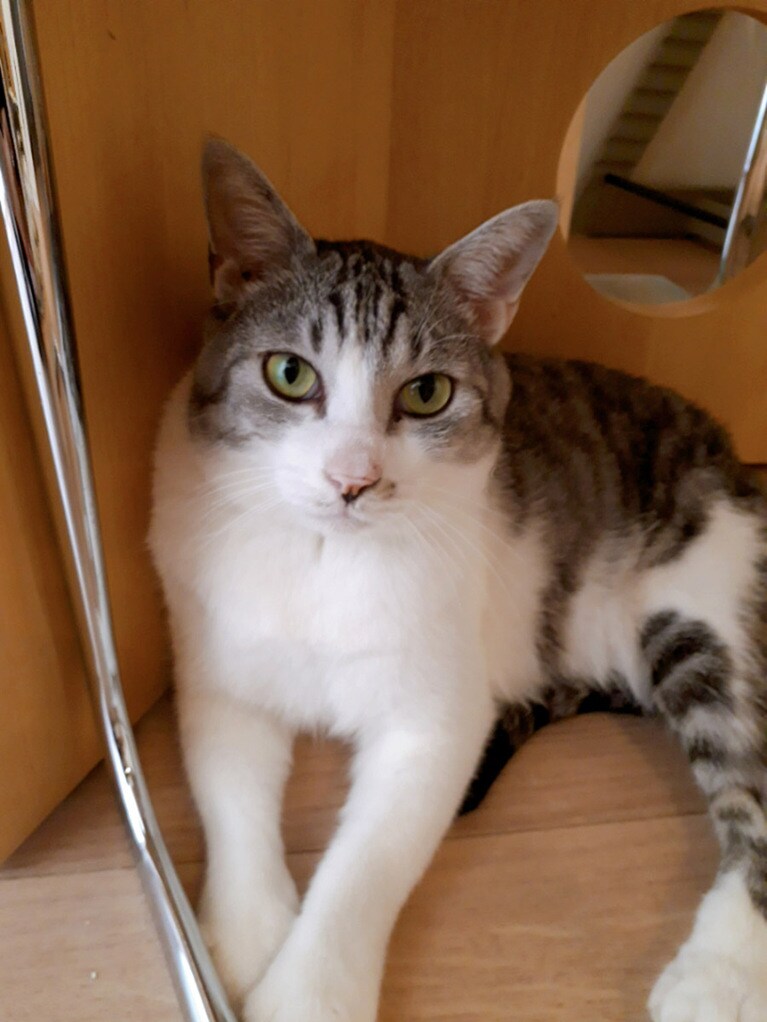 サバラン ♂ 5歳。うちのイケメンがイケメンすぎて…😍