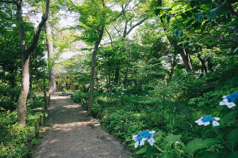 記念館へと続く小道にはアジサイ“なでしこ”が咲いていました。