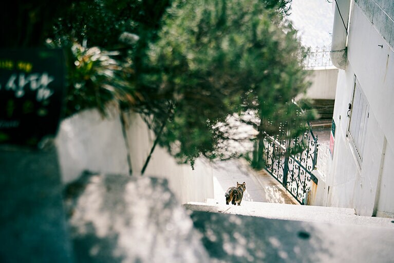 ヒニョウルギルと呼ばれる散歩道にいた猫。