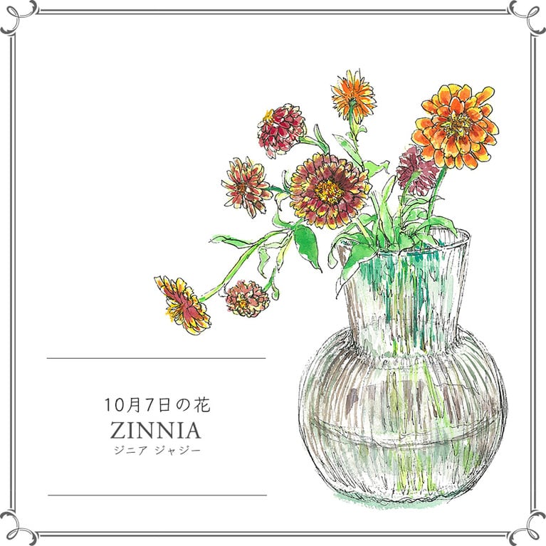 10月7日の花「ジニア ジャジー」