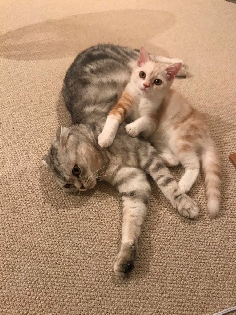 キュートな2匹。