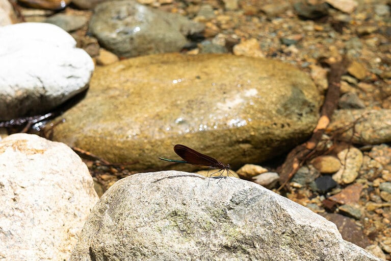 ふと河原の小石に目をやれば、トンボが。