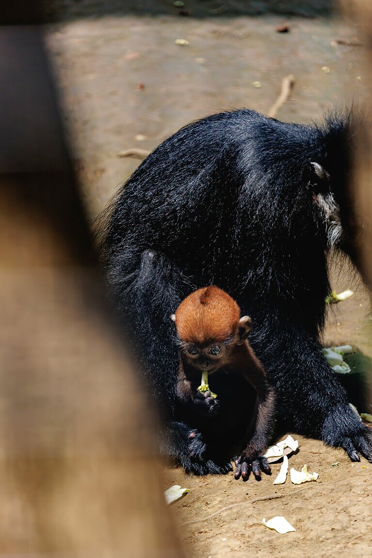 チョコとミント。