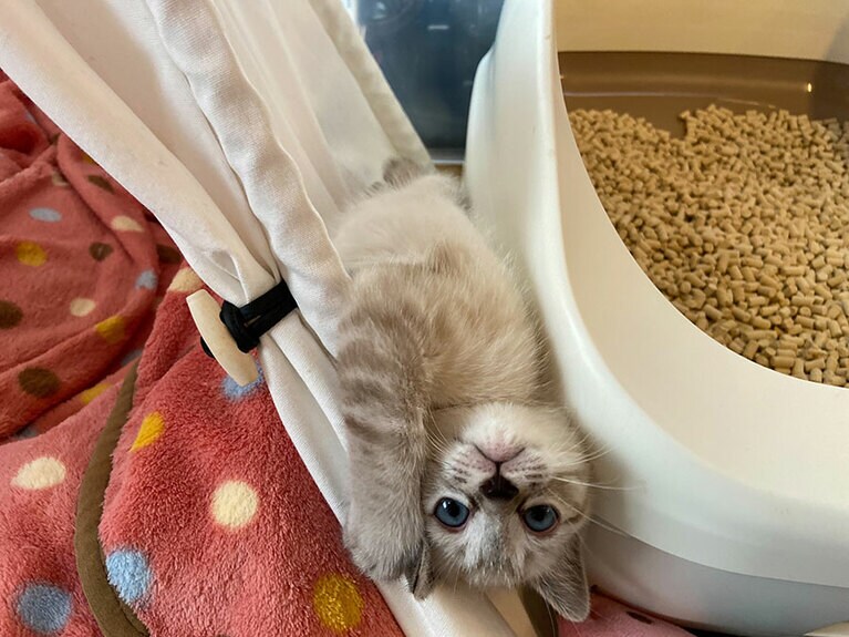 ちくわ オス 0歳。拾い猫ですが、お目々の色と形、お間抜けなところがすごく可愛いです!!（トッシーさん）。