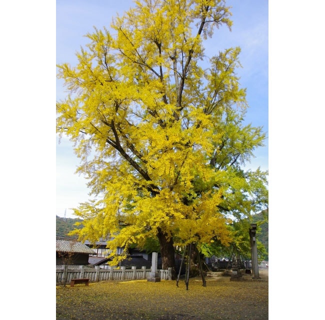 岩部八幡神社のシンボル、銀杏の木。