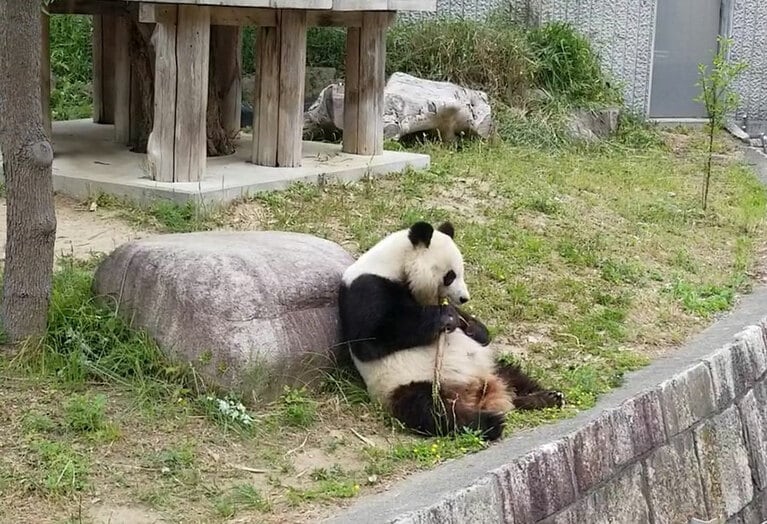 タンタンの屋外エリア。隣には、コウコウの死後もコウコウの屋外エリアがある。