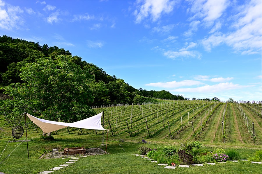 農地としては3.5ヘクタールあるなか、現在ブドウが植栽されているのは2.2ヘクタールあまり。赤ワイン用にはピノ・ノワール、メルローなど4種類、白ワイン用はシャルドネ、ピノ・グリなど9種類、計13種類を育てている。