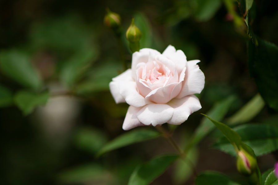 ロサ・キネンシス・アルバ：原種交雑種。ロサ・キネンシス・マイヨールの白色品種。つぼみは淡いピンク色で開花につれて白くなる半八重咲き。香りはスパイシー系。