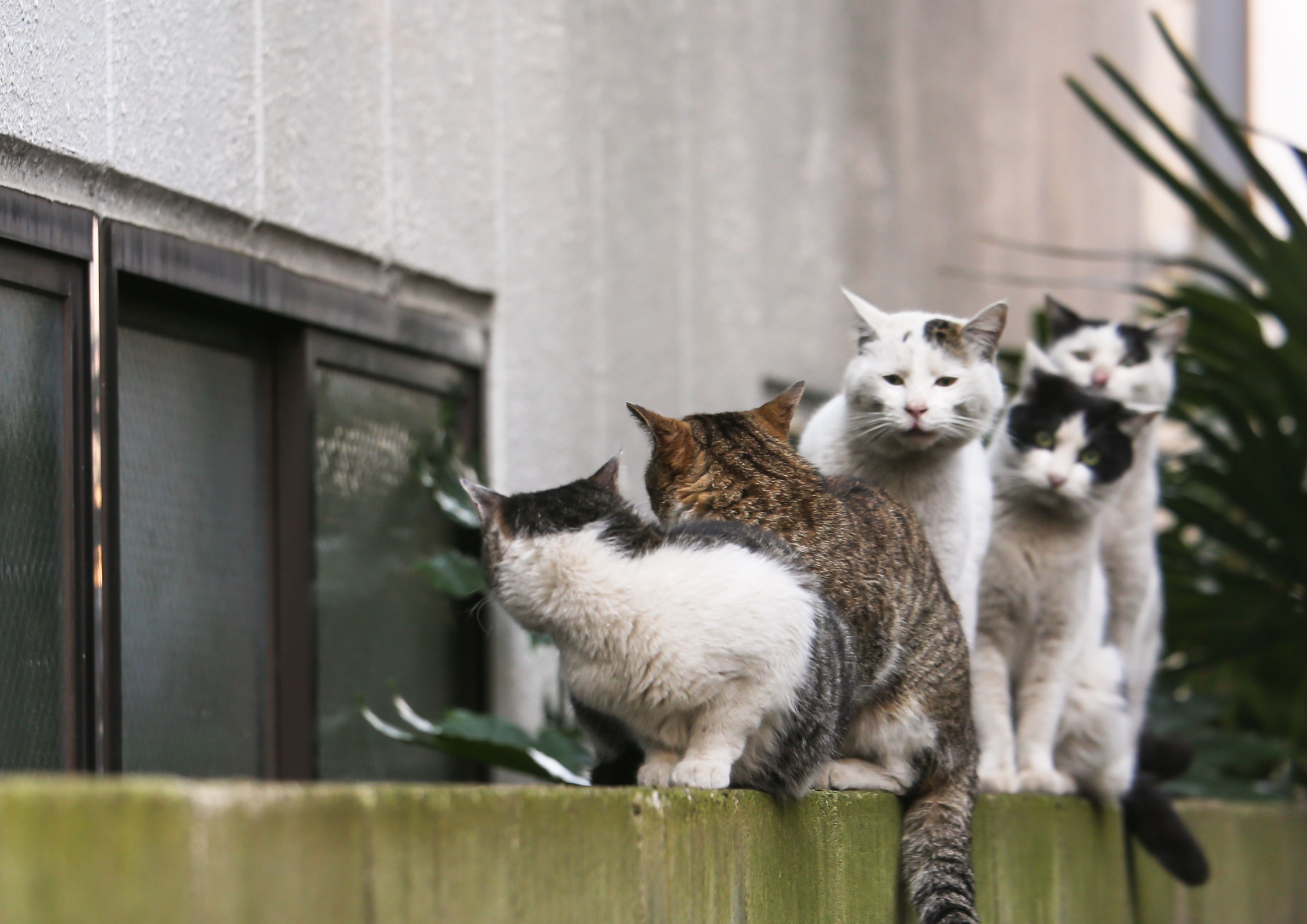 「猫専門」の写真家として活躍を続けている沖さんの作品　©沖昌之