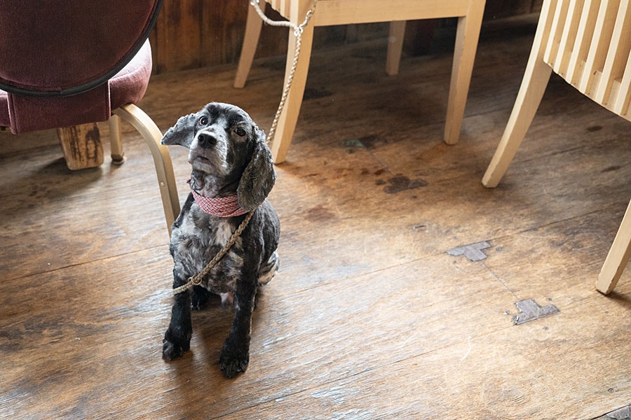 おりこうさんな犬たちと会えるかも。