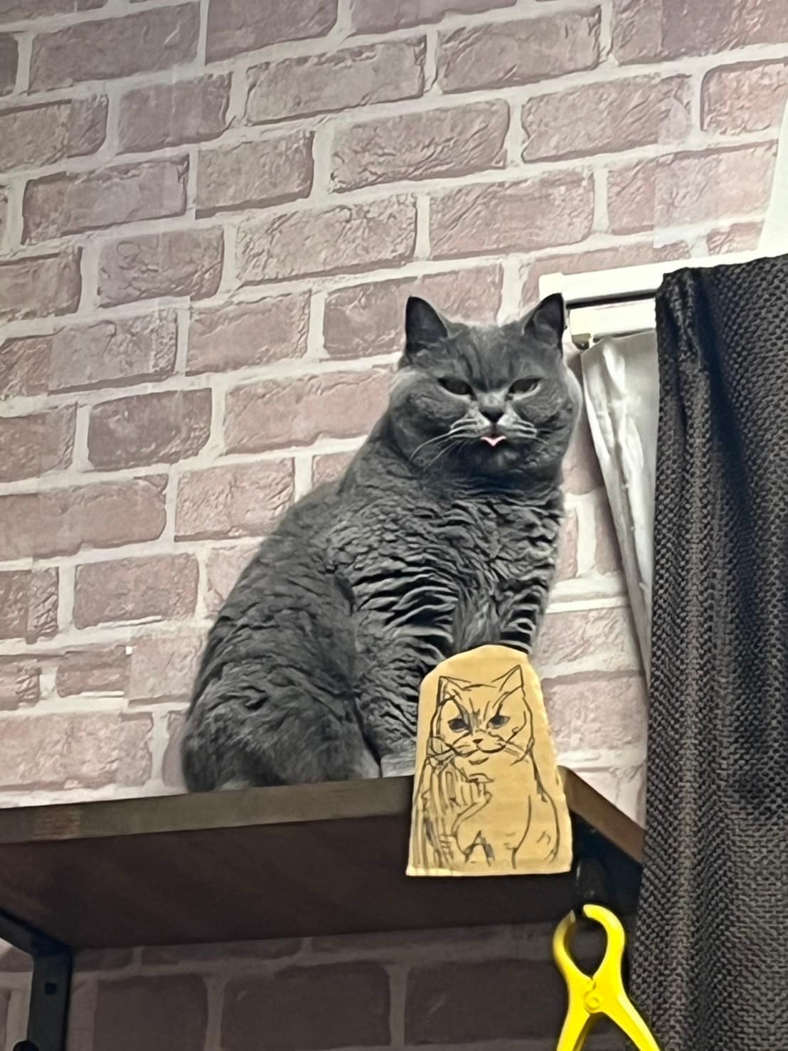 オンリーワン部門5位：ラズ ♀ 5歳。