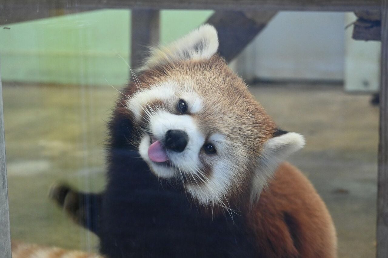 「僕を撮ってるの？」。長野市茶臼山動物園から来たタイヨウ。風太の孫娘、ゆうとお見合い中だ。屋内放飼場で