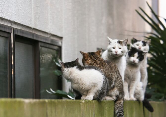 「猫専門」の写真家として活躍を続けている沖さんの作品 ©沖昌之
