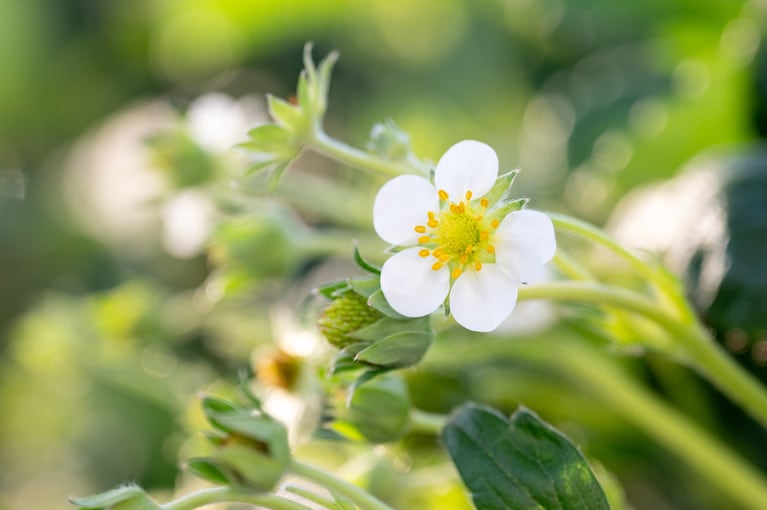 いちごの葉も花びらもピンと張って、見るからにみずみずしい。