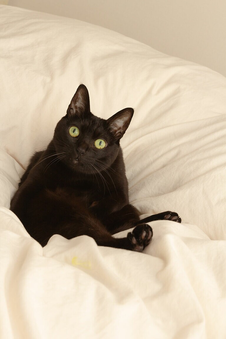 さら メス 7歳。ふとした瞬間に目が合うと、幸せが込み上げてきます（@kurosusesaraさん）。