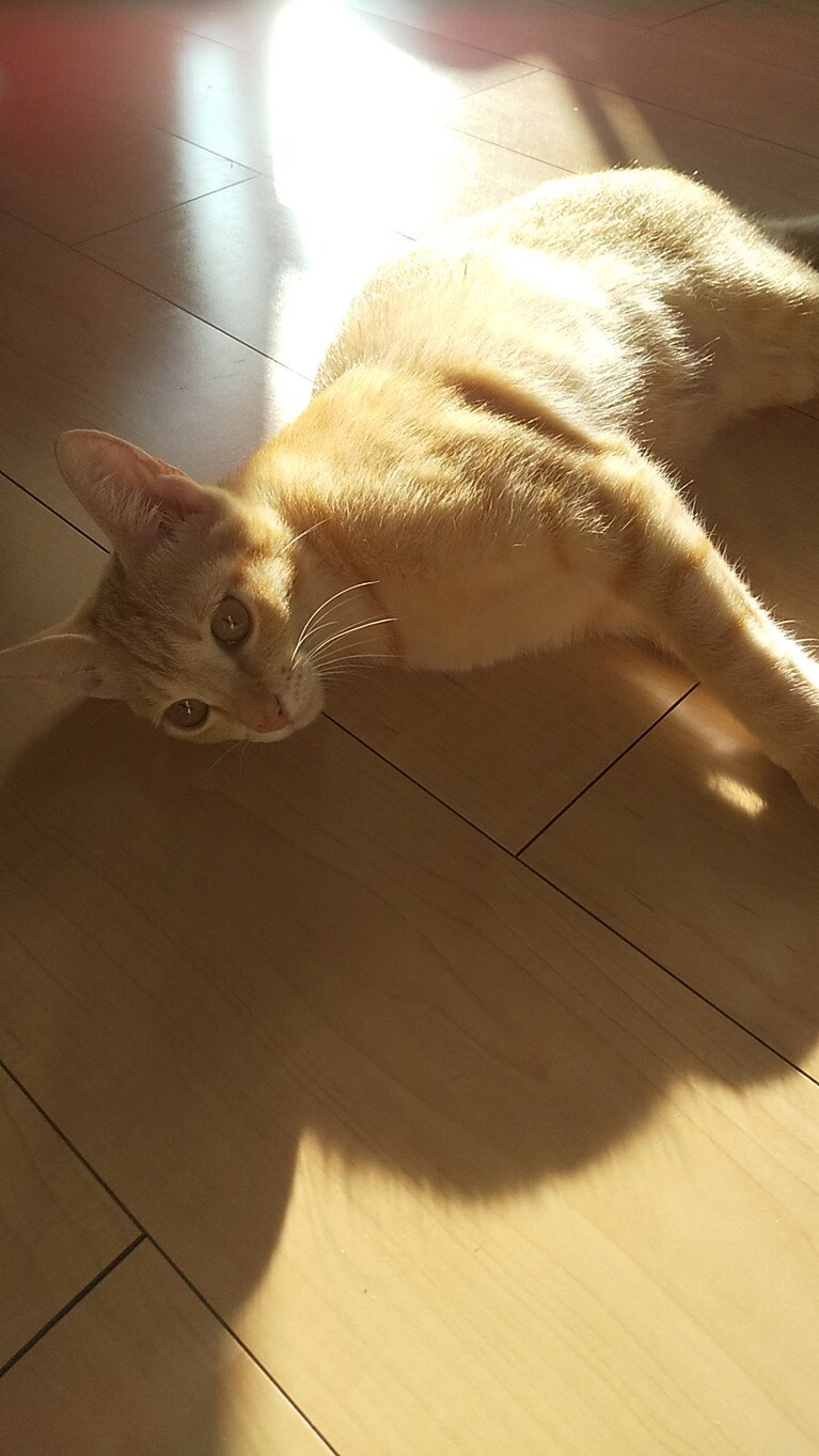 きなこ ♀ 1歳。なんか神々しいですね。