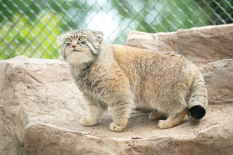 埼玉県こども動物自然公園のマヌルネコ。