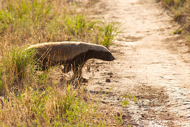 めったに見られないハニー・バジャー。見た目ぬいぐるみチックだが気性が荒く、ライオンにも向かっていくギネス認定「世界一怖いもの知らずの動物」。