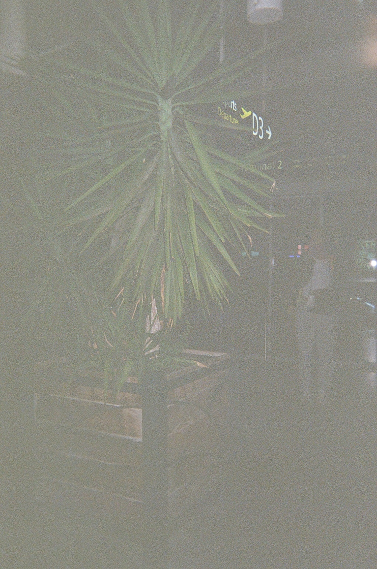 フラッシュ焚くの忘れた。東京帰るぞ！　空港に佇むかっこいい植物と共に。