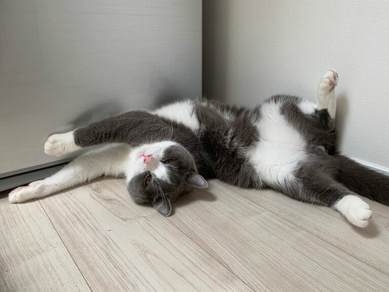 寝る時は無防備すぎるふうすけ。