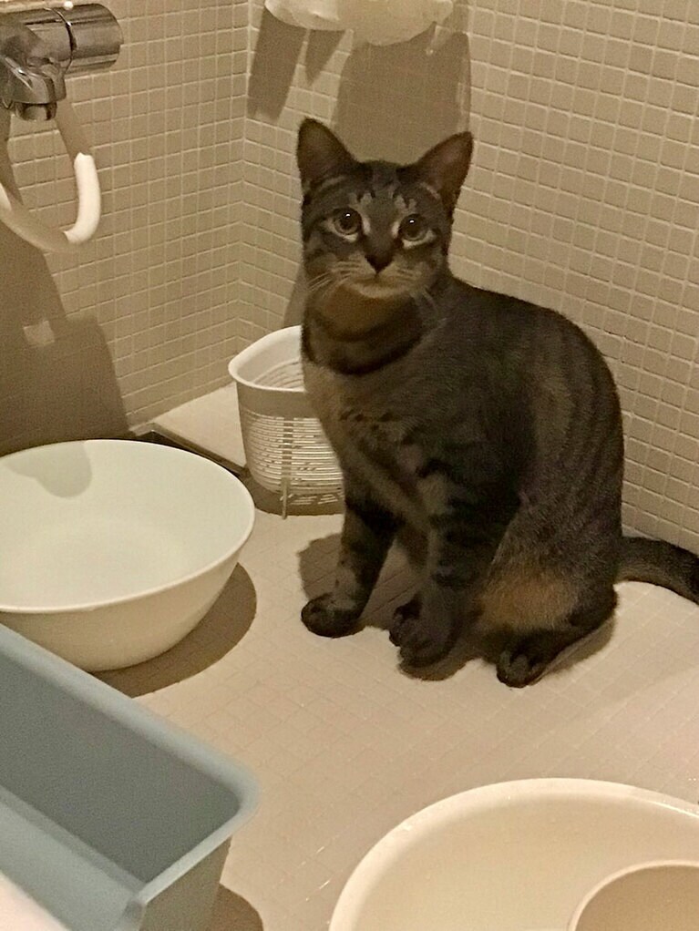 トキ ♂ 半年。半年前、保護した子猫はとてつもなく人嫌いな猫でした。シャーシャーと威嚇し、手が近くに来ればバチンと殴られ流血する日々。そんな子が遂に心を許し始め、お風呂を覗きに来たのです。優しく可愛い顔をして少し心配そうに何度も覗きに来る姿にこれまでの苦労も吹き飛びました（小柳とかげさん）