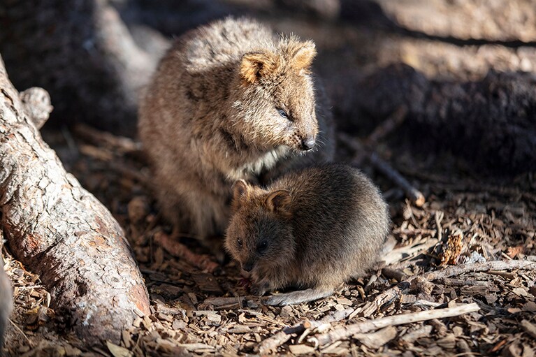 クオッカが暮らしているロットネスト島へは、パース郊外のフリーマントルから船で約30分。photo:Tourism Australia