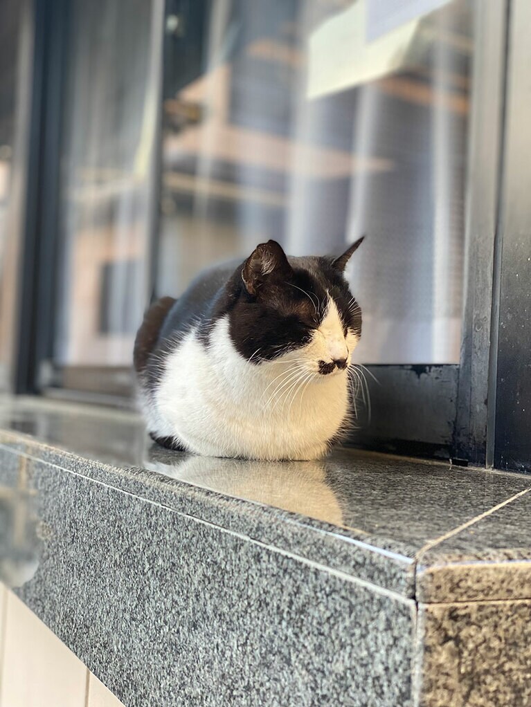 田中さんが大好きなハチワレ。