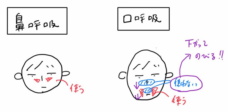 鼻呼吸と口呼吸では、使う筋肉が違います。