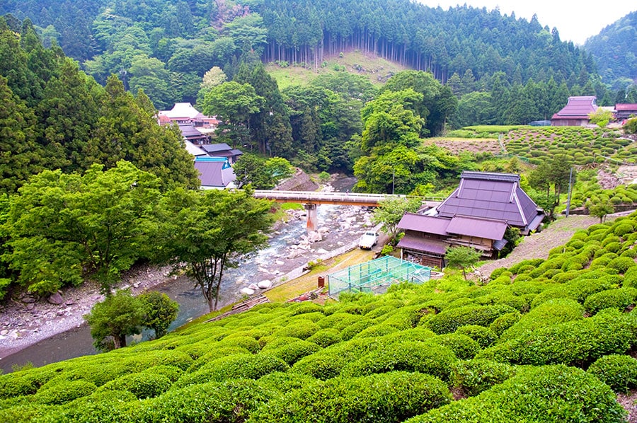 【滋賀県】政所茶の茶畑。