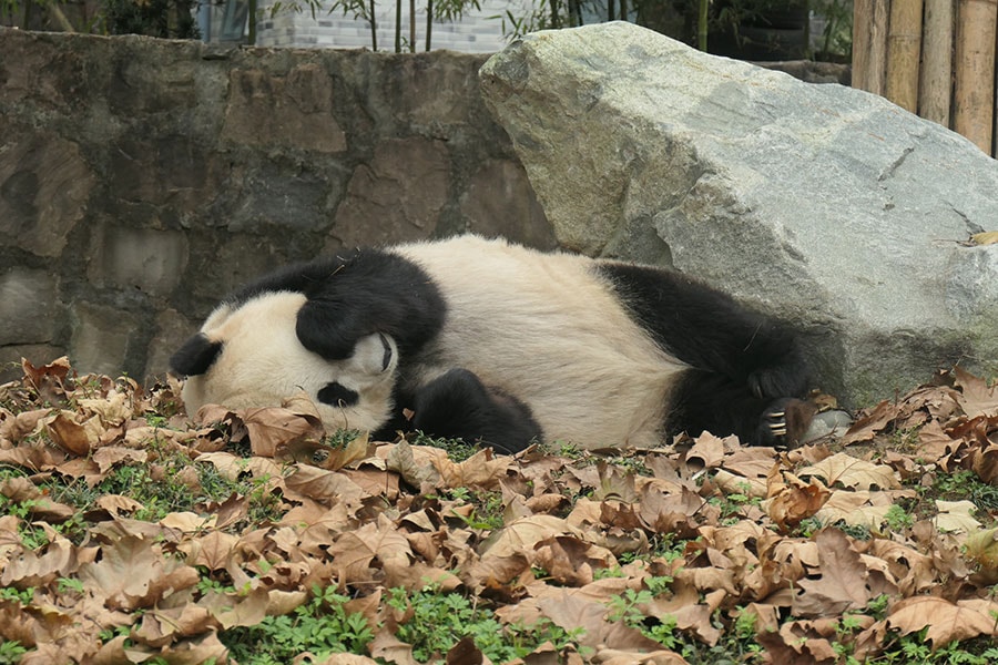 シンシンの母親のインイン。中国・四川省の都江堰基地で2018年11月9日撮影。