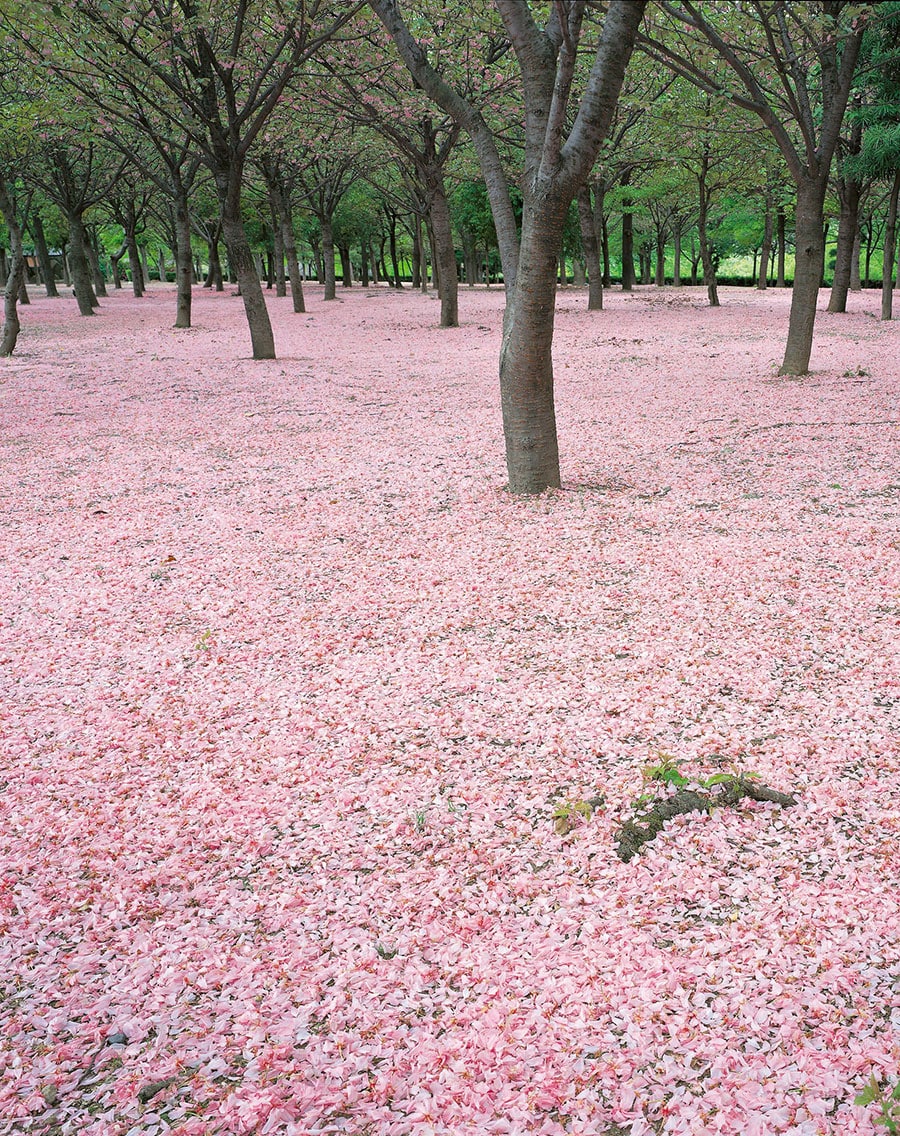 【大阪府】大阪城公園の桜。写真提供：（公財）大阪観光局
